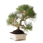 Achat Bonsai Pinus Thunbergii Pin noir du Japon 40 cm Sankaly Bonsai