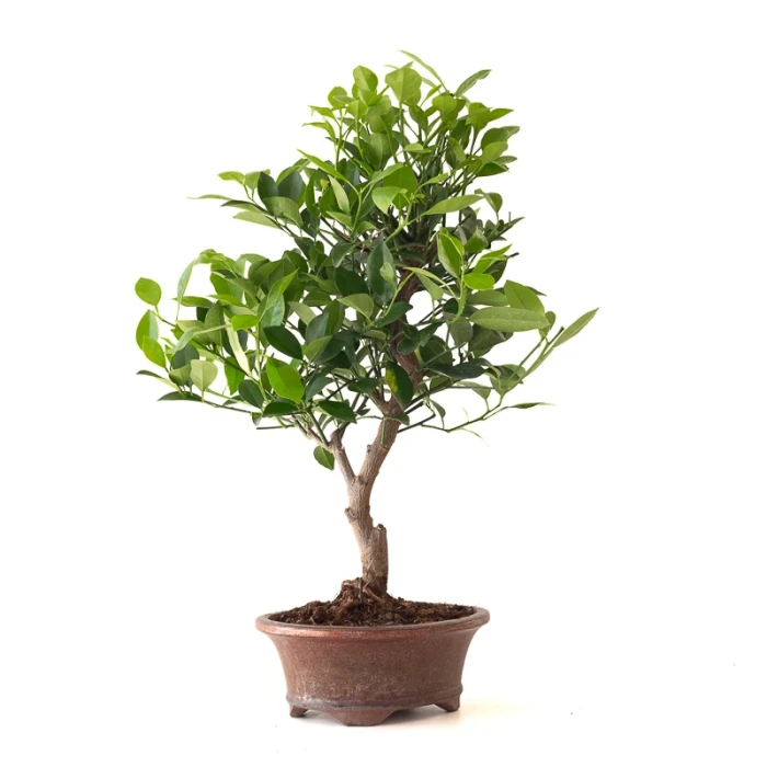 Acheter en Ligne Bonsai Citrus Calamondin 56 cm Sankaly Bonsai