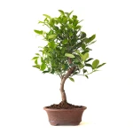 Vente en Ligne Bonsai Citrus Calamondin 56 cm Sankaly Bonsai