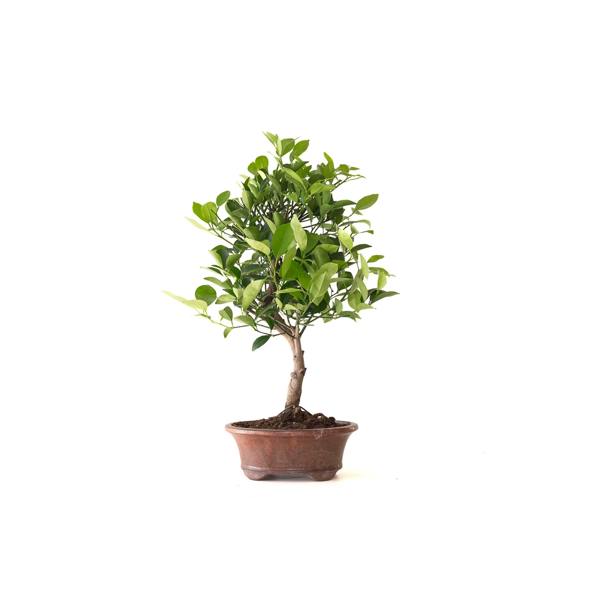 Achat en Ligne Bonsai Citrus Calamondin 56 cm Sankaly Bonsai