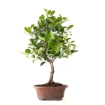 Achat en Ligne Bonsai Citrus Calamondin 56 cm Sankaly Bonsai