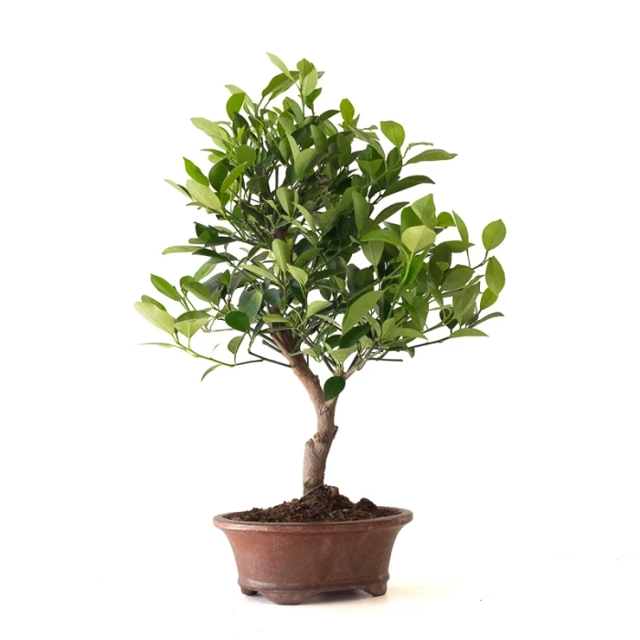 Vente Bonsai Citrus Calamondin 56 cm Sankaly Bonsai