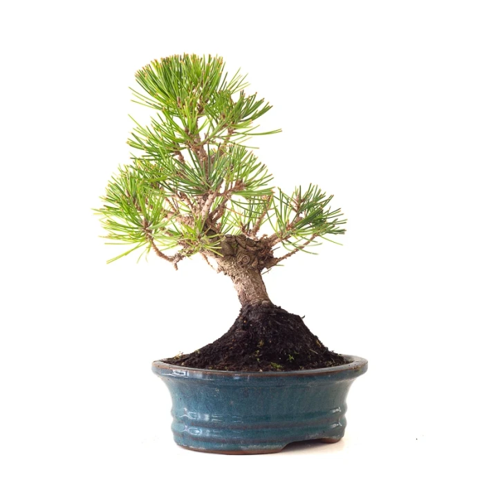 Vente Bonsai Pinus Thunbergii Pin noir du Japon 35 cm Sankaly Bonsai