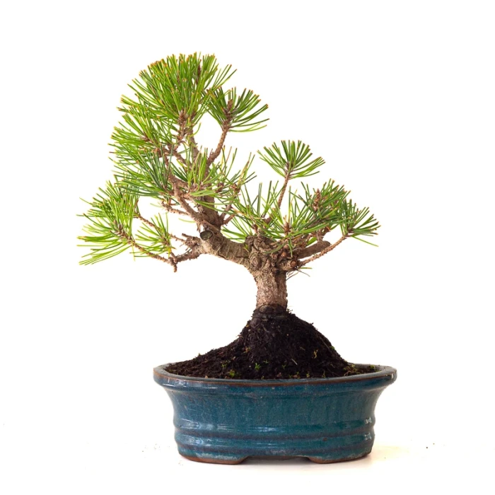 Achat Bonsai Pinus Thunbergii Pin noir du Japon 35 cm Sankaly Bonsai