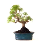 Achat Bonsai Pinus Thunbergii Pin noir du Japon 35 cm Sankaly Bonsai