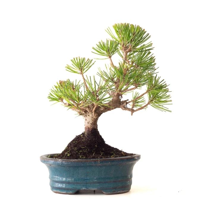 Acheter Bonsai Pinus Thunbergii Pin noir du Japon 35 cm Sankaly Bonsai