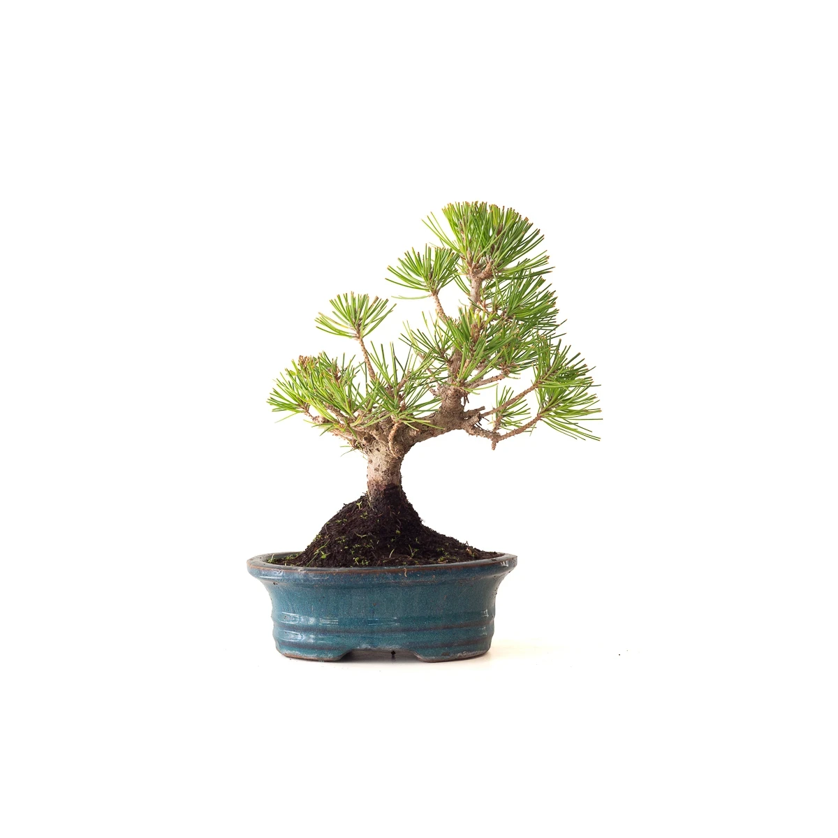 Acheter Bonsai Pinus Thunbergii Pin noir du Japon 35 cm Sankaly Bonsai