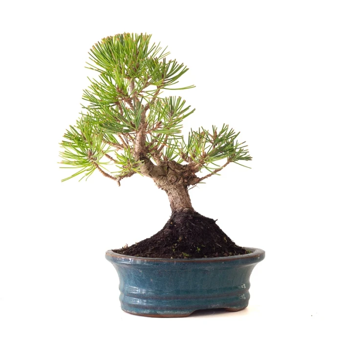 Acheter en ligne Bonsai Pinus Thunbergii Pin noir du Japon 35 cm Sankaly Bonsai