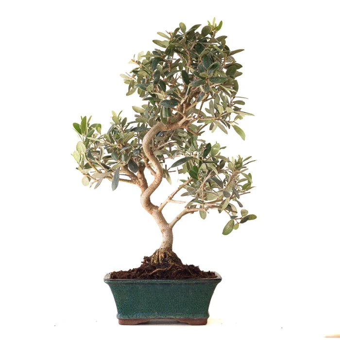 Vente de Bonsai Olivier 46 cm Sankaly Bonsai