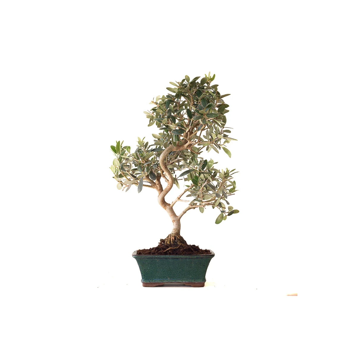 Vente de Bonsai Olivier 46 cm Sankaly Bonsai
