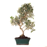Vente de Bonsai Olivier 46 cm Sankaly Bonsai