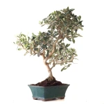 Acheter Bonsai Olivier 46 cm Sankaly Bonsai