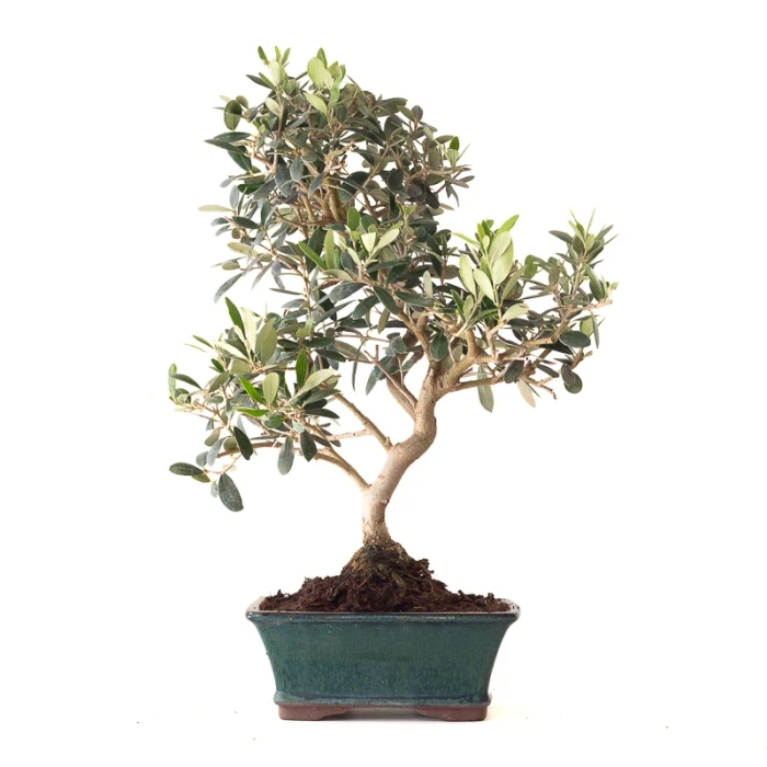 Achat Bonsai Olivier 46 cm Sankaly Bonsai