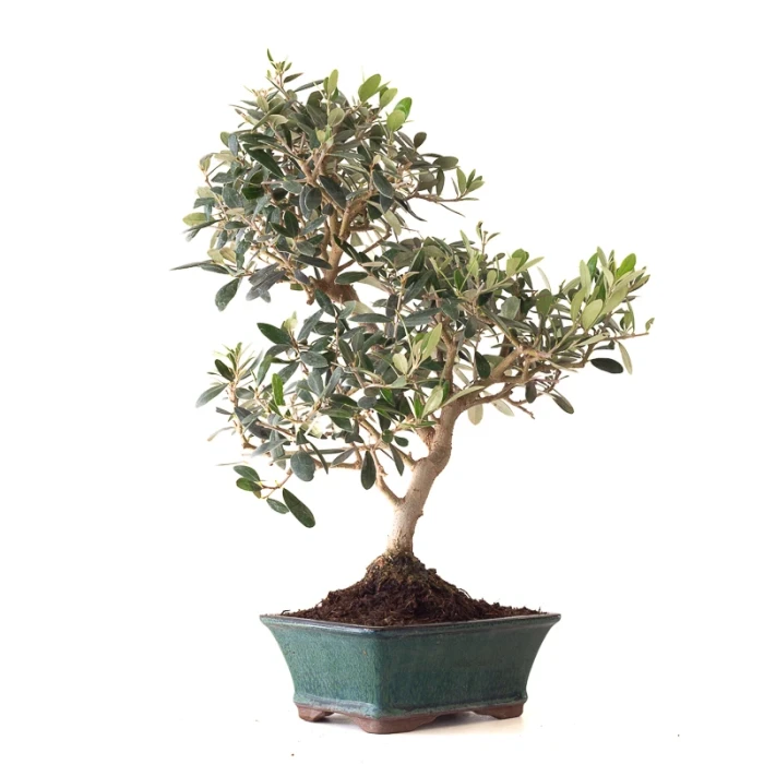 Vente en ligne de Bonsai Olivier 46 cm Sankaly Bonsai
