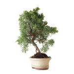 Acheter Bonsai Juniperus Kishu Shohin 26 cm Sankaly Bonsai