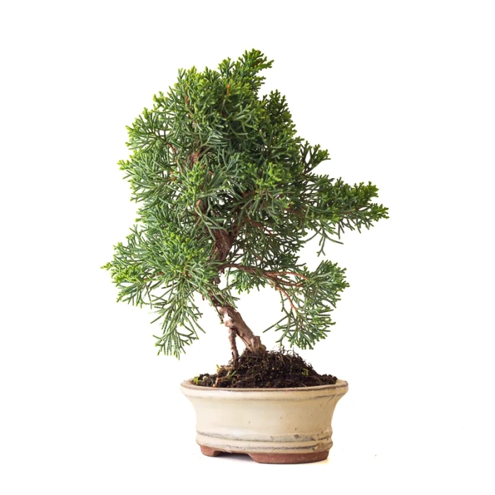 Vente Bonsai Juniperus Kishu Shohin 26 cm Sankaly Bonsai