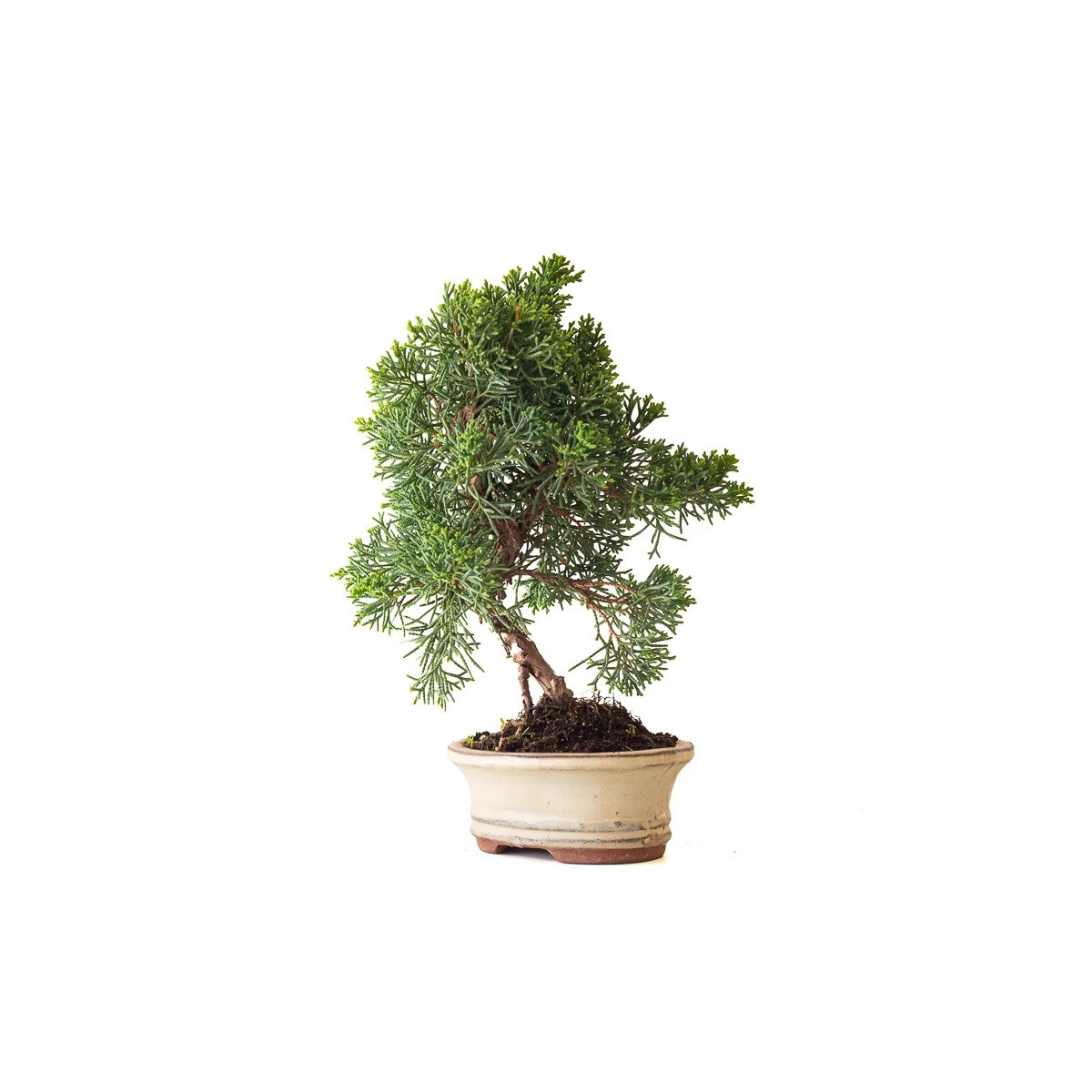 Vente Bonsai Juniperus Kishu Shohin 26 cm Sankaly Bonsai