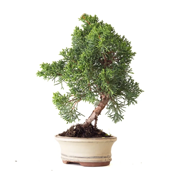 Vente en ligne Bonsai Juniperus Kishu Shohin 26 cm Sankaly Bonsai