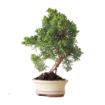 Vente en ligne Bonsai Juniperus Kishu Shohin 26 cm Sankaly Bonsai
