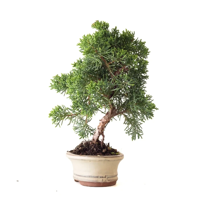 Achat Bonsai Juniperus Kishu Shohin 26 cm Sankaly Bonsai