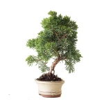 Achat Bonsai Juniperus Kishu Shohin 26 cm Sankaly Bonsai
