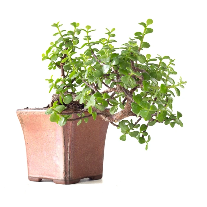 Vente Bonsai Portulacaria Cascade 32 cm Sankaly Bonsai