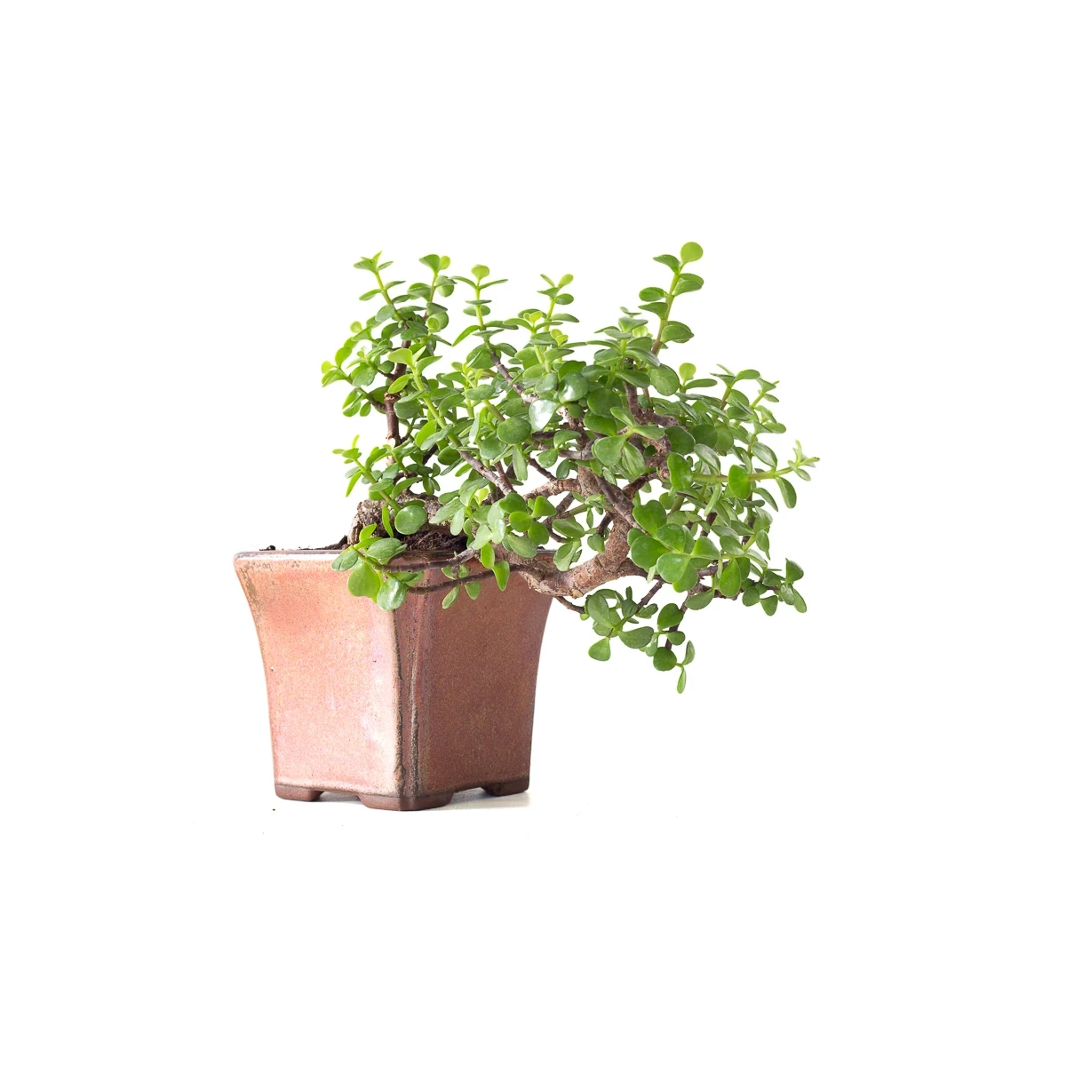 Vente Bonsai Portulacaria Cascade 32 cm Sankaly Bonsai