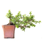 Acheter Bonsai Portulacaria Cascade 32 cm Sankaly Bonsai