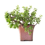 Achat Bonsai Portulacaria Cascade 32 cm Sankaly Bonsai
