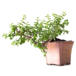 Vente en ligne Bonsai Portulacaria Cascade 32 cm Sankaly Bonsai