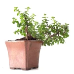 Acheter en ligne Bonsai Portulacaria Cascade 32 cm Sankaly Bonsai