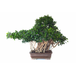 Achat Bonsai Ficus Retusa de collection, exemplaire de 96 cm de hauteur, Sankaly Bonsai