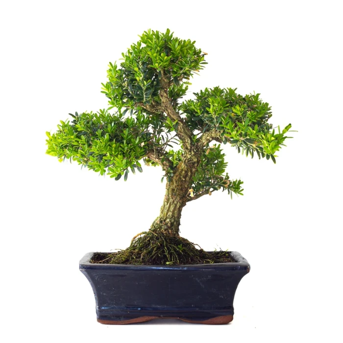 Achat Bonsai Buxus Harlandii 35 cm, Sankaly Bonsai BUX261010MB