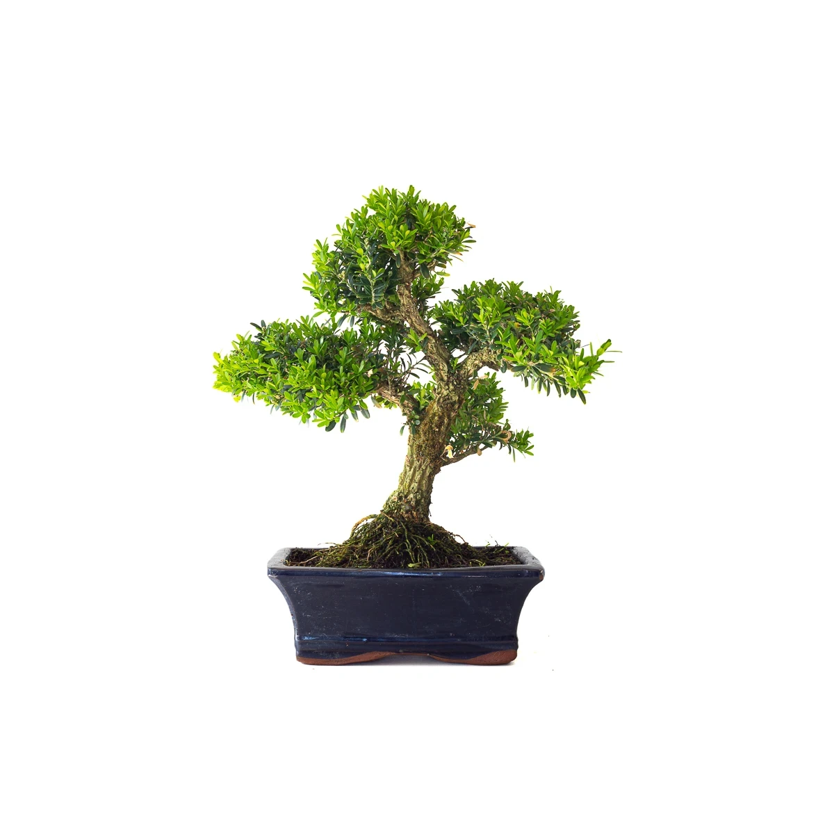 Achat Bonsai Buxus Harlandii 35 cm, Sankaly Bonsai BUX261010MB