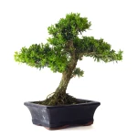 Achat en ligne Bonsai Buxus Harlandii 35 cm, Sankaly Bonsai BUX261010MB