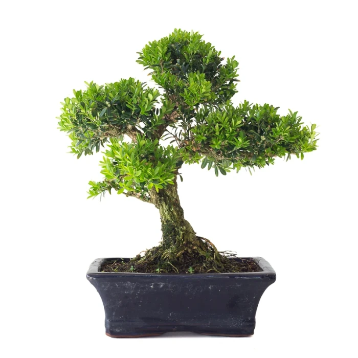 Acheter en ligne Bonsai Buxus Harlandii 35 cm, Sankaly Bonsai BUX261010MB