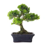 Acheter en ligne Bonsai Buxus Harlandii 35 cm, Sankaly Bonsai BUX261010MB