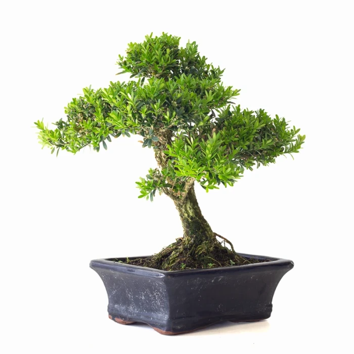 Acheter Bonsai Buxus Harlandii 35 cm, Sankaly Bonsai BUX261010MB