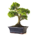 Vente en ligne Bonsai Buxus Harlandii 35 cm, Sankaly Bonsai BUX261010MB