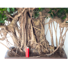 Acheter Bonsai Ficus Retusa de collection, exemplaire de 96 cm de hauteur, Sankaly Bonsai