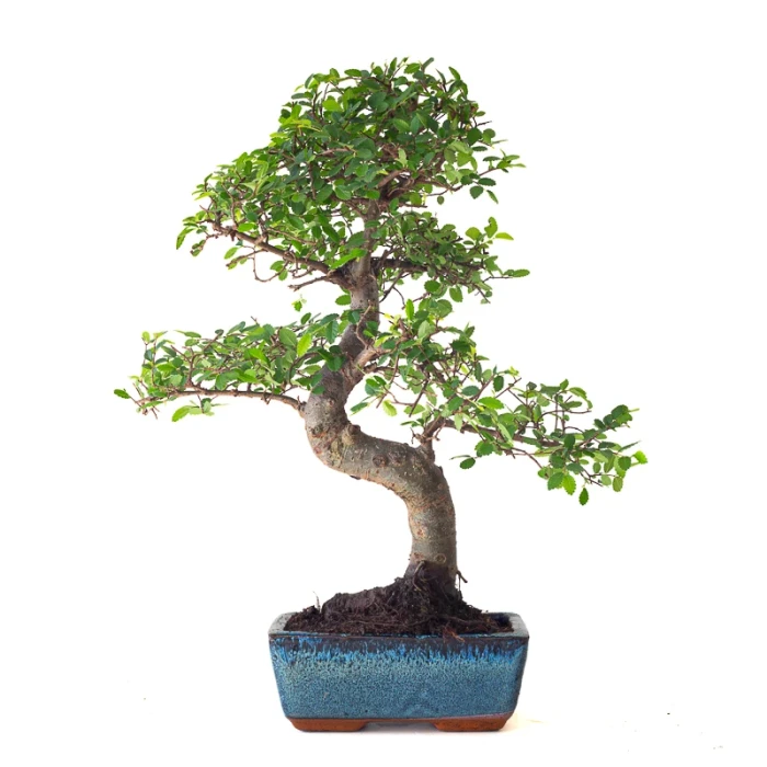 Acheter Bonsai Orme de Chine 38 cm Sankaly Bonsai ORM261011MB