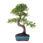Acheter Bonsai Orme de Chine 38 cm Sankaly Bonsai ORM261011MB