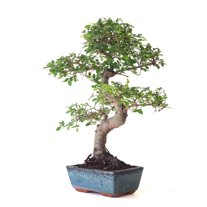 Achat Bonsai Orme de Chine 38 cm Sankaly Bonsai ORM261011MB