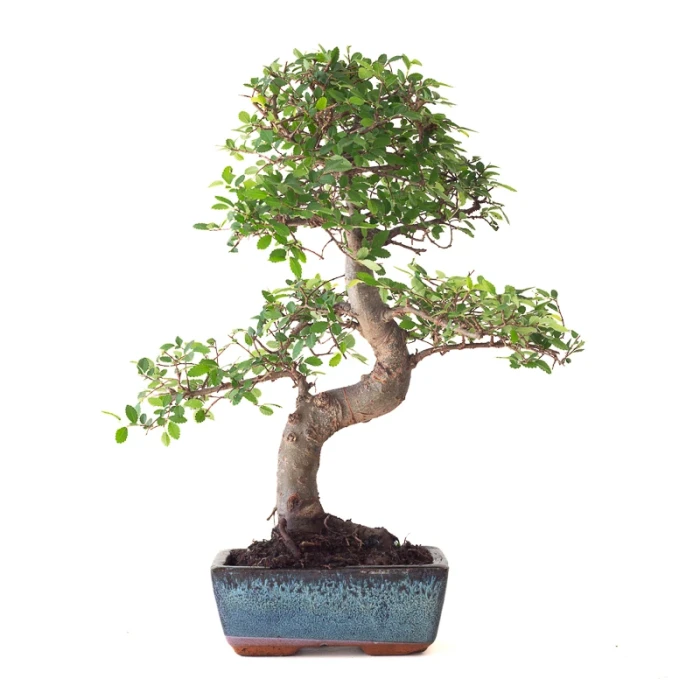 Vente Bonsai Orme de Chine 38 cm Sankaly Bonsai ORM261011MB