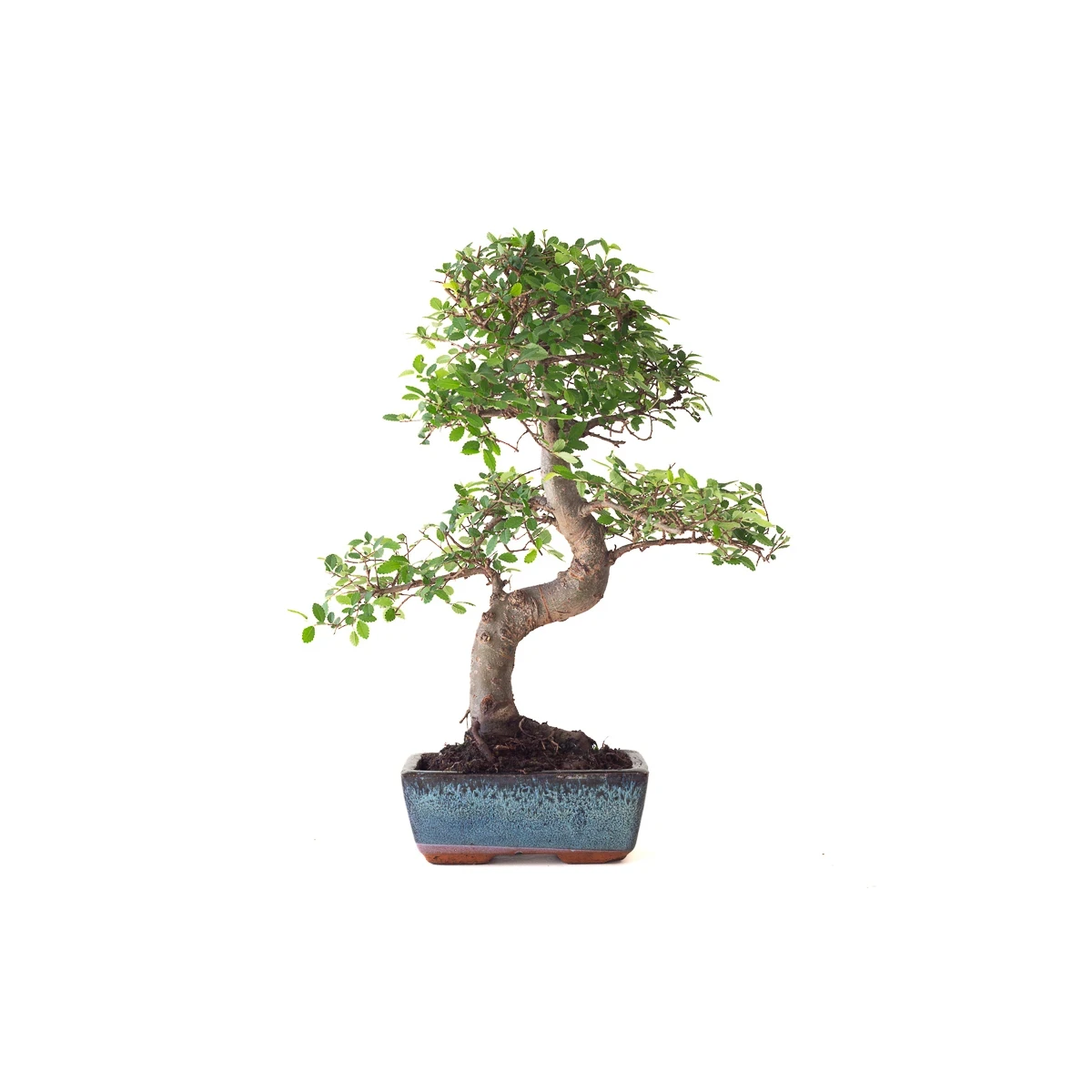 Vente Bonsai Orme de Chine 38 cm Sankaly Bonsai ORM261011MB