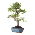 Vente en ligne Bonsai Orme de Chine 38 cm Sankaly Bonsai ORM261011MB