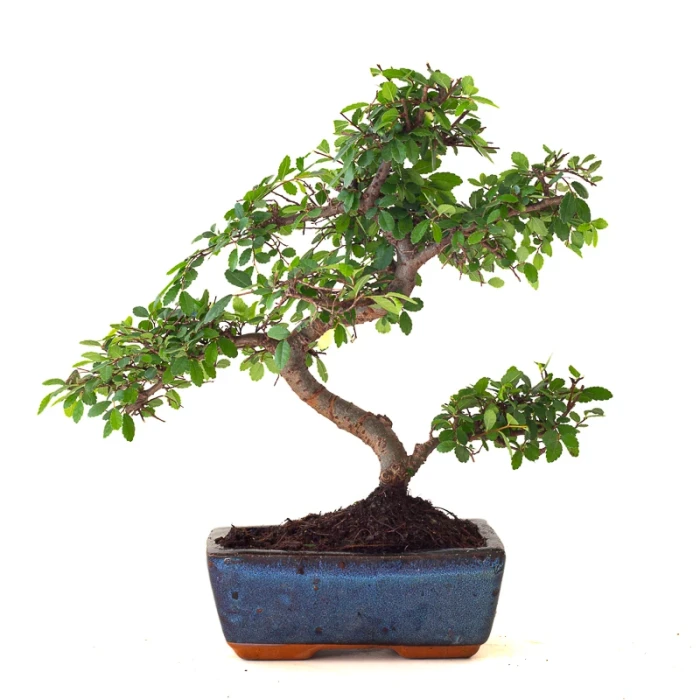 Achat Bonsai Orme de Chine 30 cm Sankaly Bonsai ORM261012MB