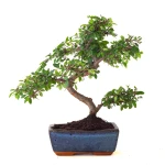 Achat Bonsai Orme de Chine 30 cm Sankaly Bonsai ORM261012MB