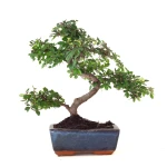 Acheter Bonsai Orme de Chine 30 cm Sankaly Bonsai ORM261012MB
