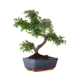 Acheter en ligne Bonsai Orme de Chine 30 cm Sankaly Bonsai ORM261012MB
